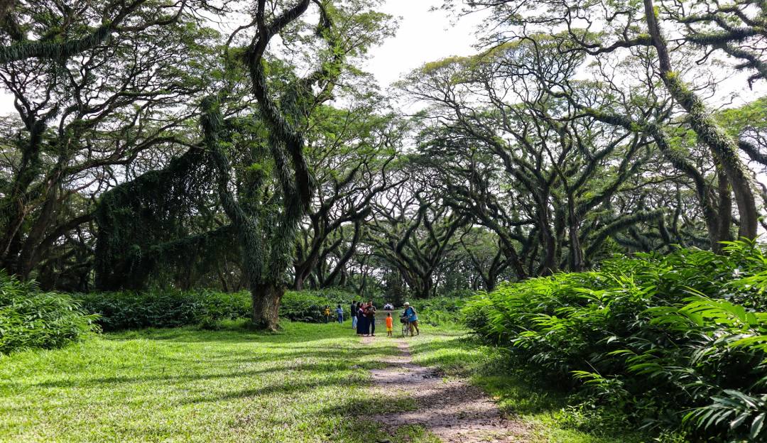 De Djawatan Banyuwangi — kanopi pohon trembesi raksasa berusia ratusan tahun membentuk lorong hutan magis seperti dalam film fantasy