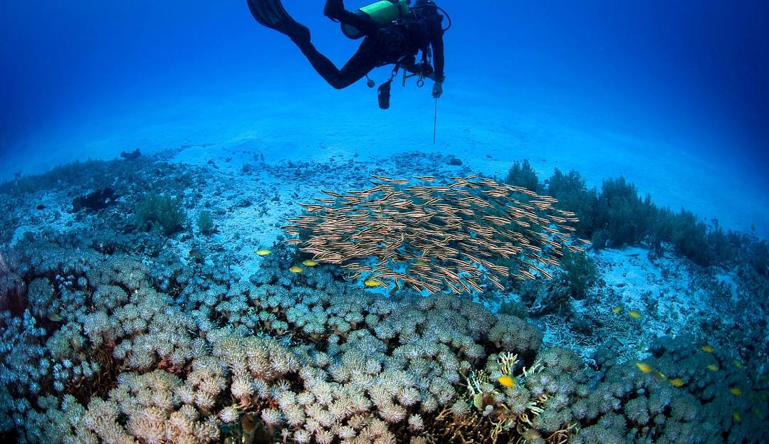 menjangan 3