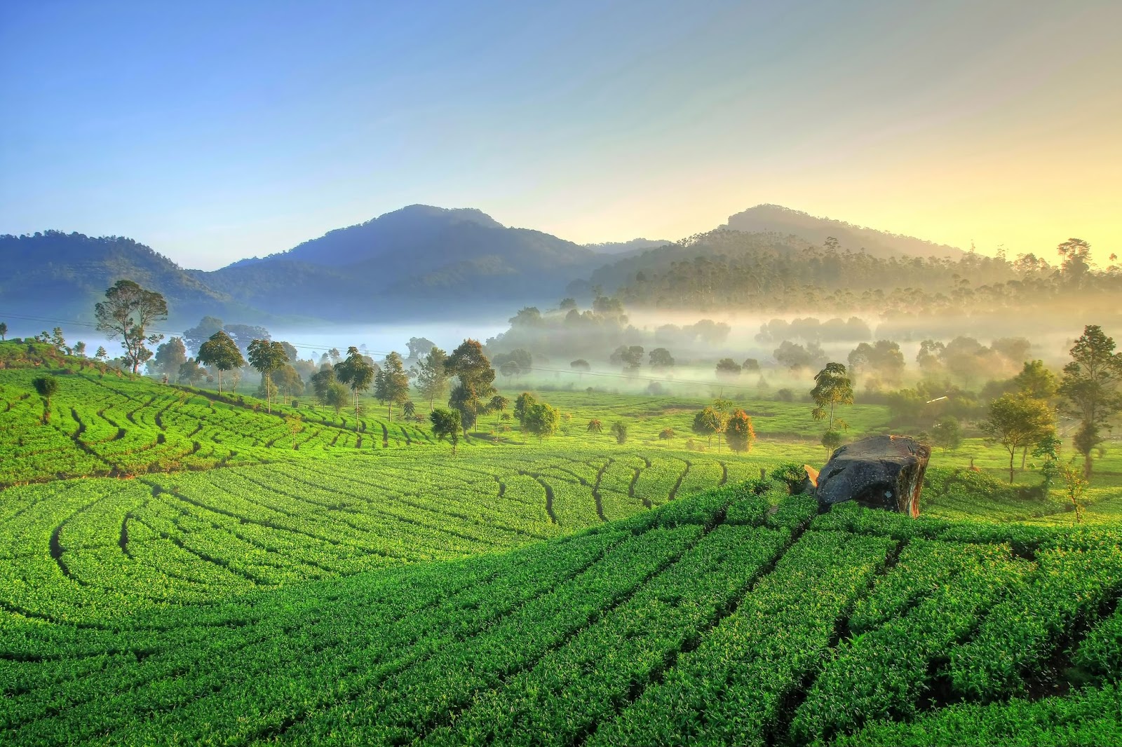 Perkebunan_Teh_Rancabali