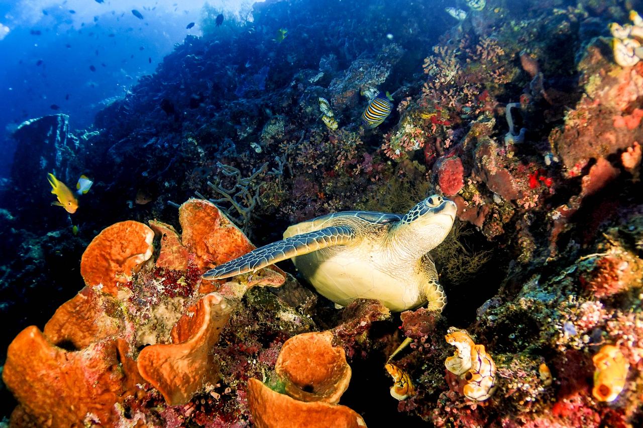 Taman Nasional Bunaken Sulawesi Utara — terumbu karang berwarna-warni dan ikan hias di perairan jernih yang masuk dalam kawasan segitiga terumbu karang dunia