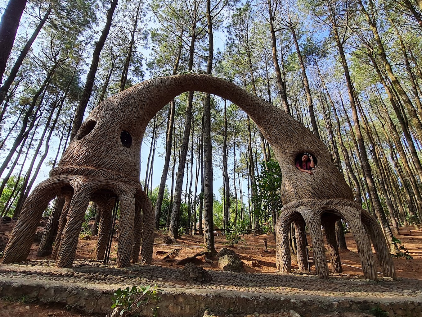 hutan pinus pengger