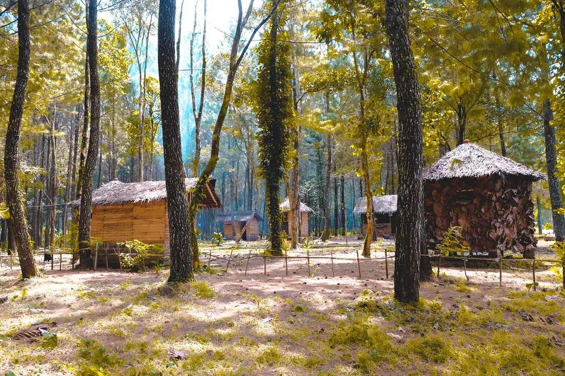 hutan pinus songgon