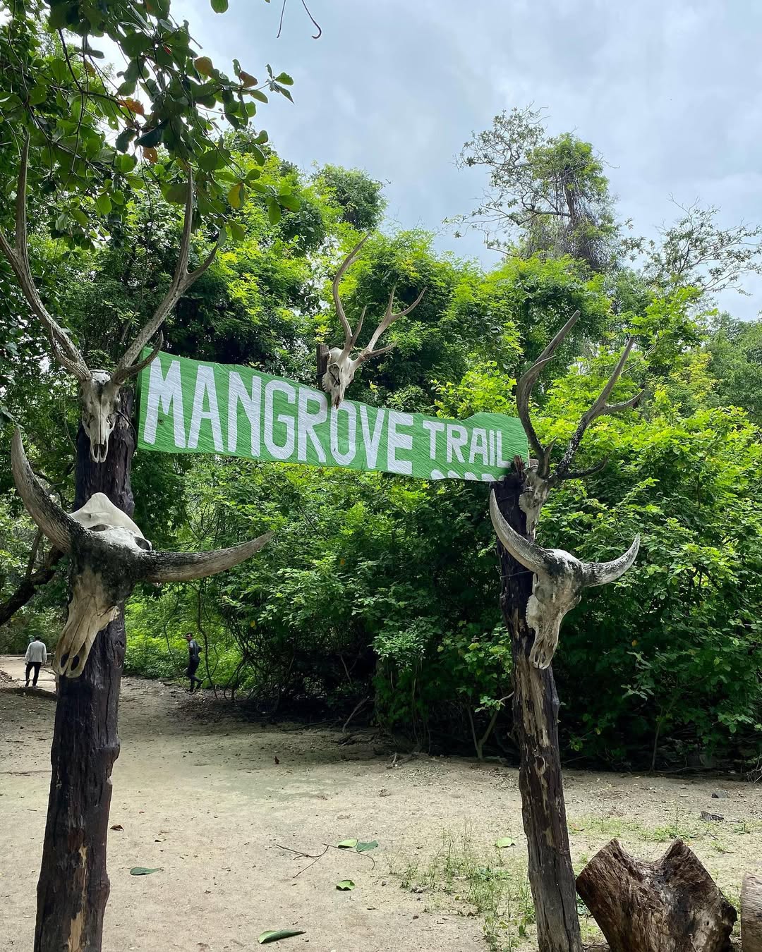 mangrove trail