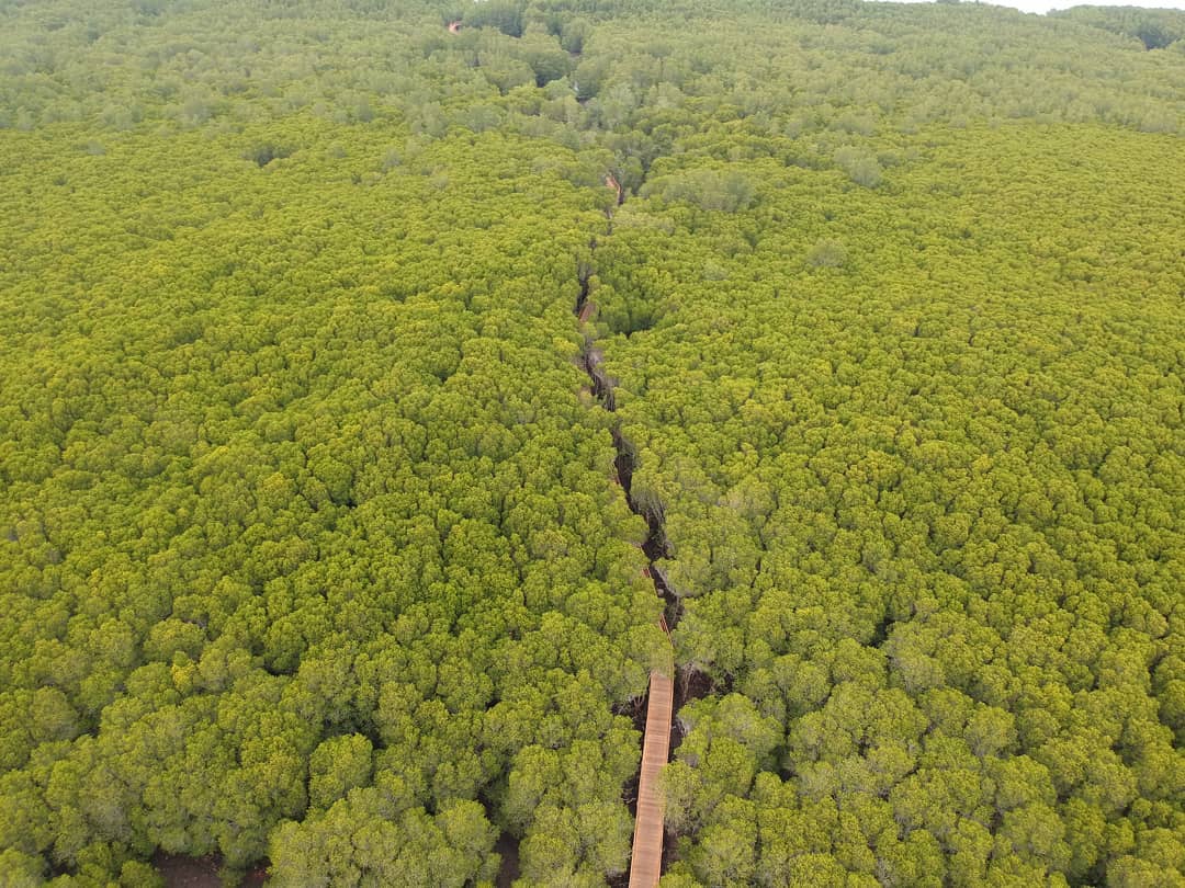 mangrove0