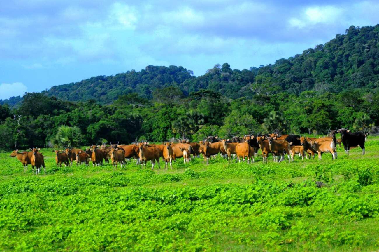 padang sadengan
