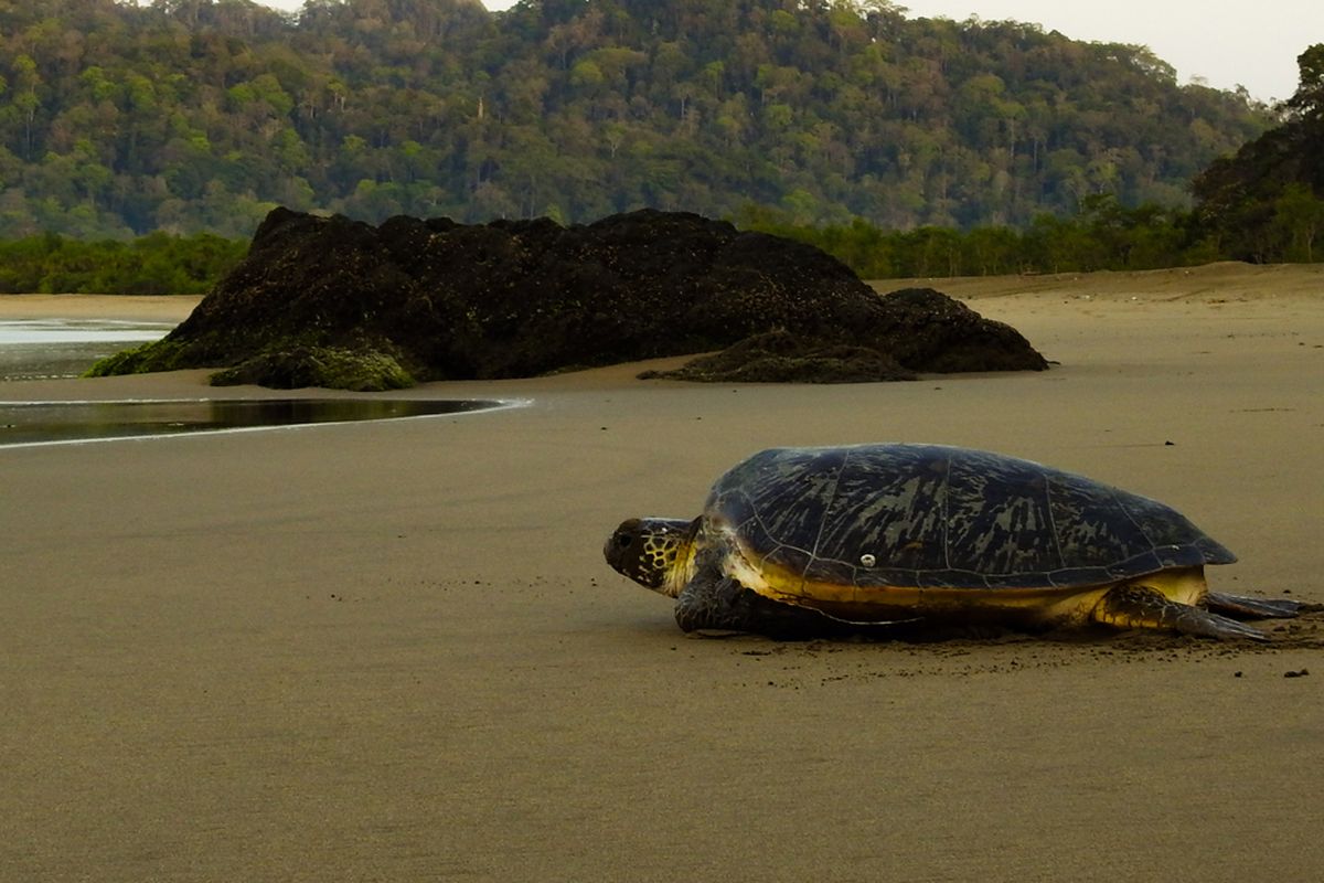 pantai sukamade